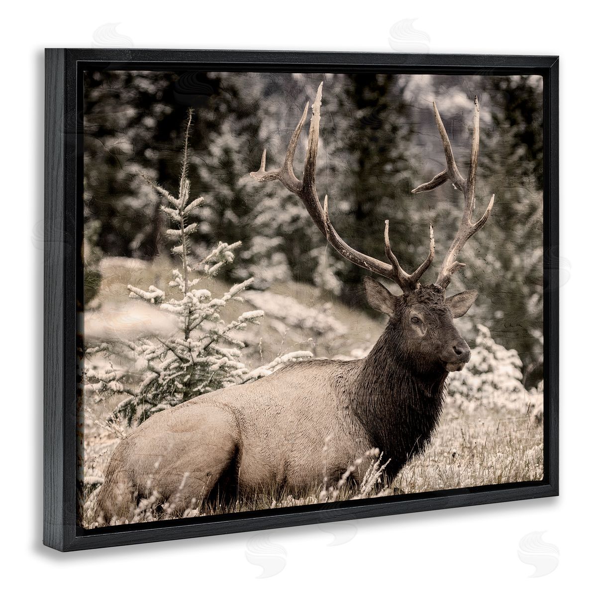 Kim Allen | Elk in Nature Photography