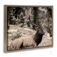Kim Allen | Elk in Nature Photography