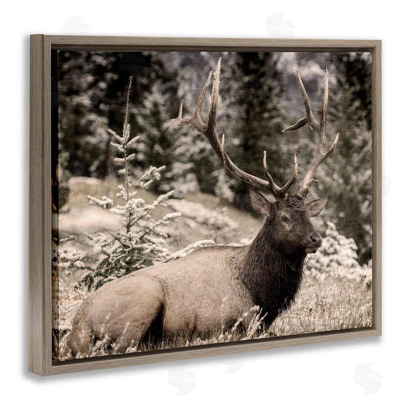Kim Allen | Elk in Nature Photography