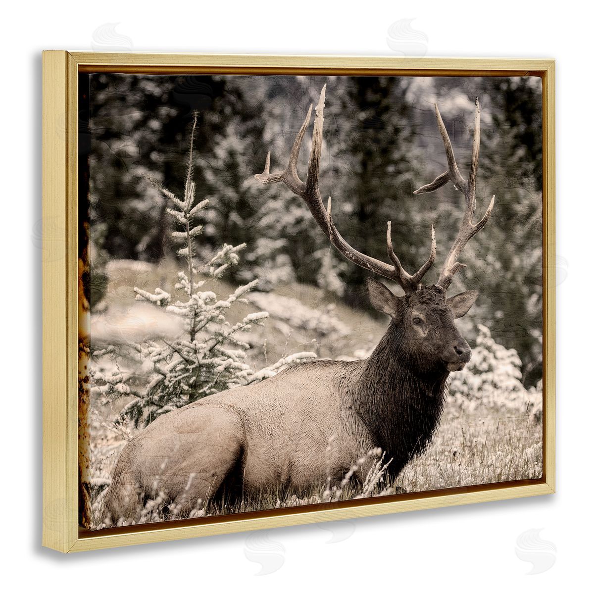 Kim Allen Elk in Nature Photography Gold Floater Frame Canvas Artside_