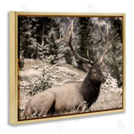 Kim Allen | Elk in Nature Photography
