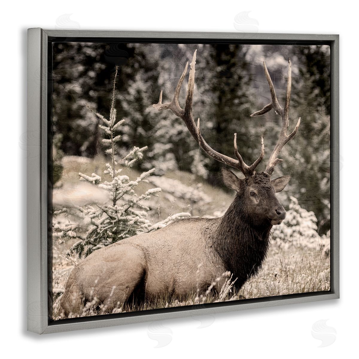 Kim Allen Elk in Nature Photography Gray Floater Frame Canvas Artside_