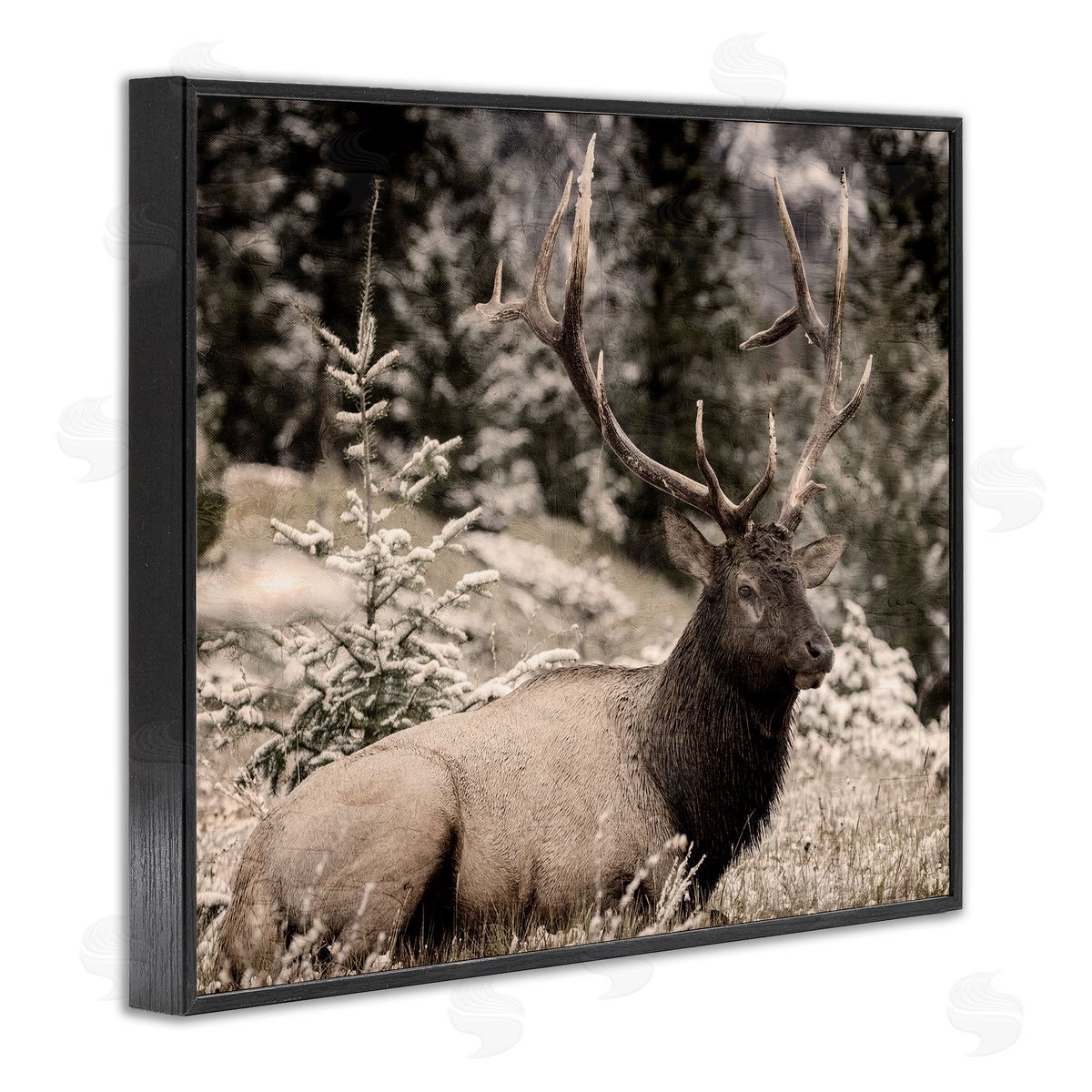 Kim Allen Elk in Nature Photography Black Framed Giclee Wall Artside_