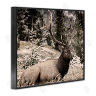 Kim Allen | Elk in Nature Photography