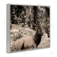 Kim Allen | Elk in Nature Photography