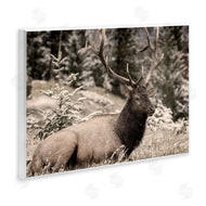 Kim Allen | Elk in Nature Photography