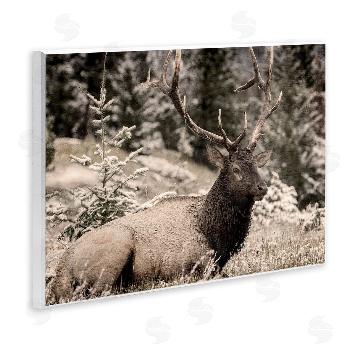 Kim Allen | Elk in Nature Photography