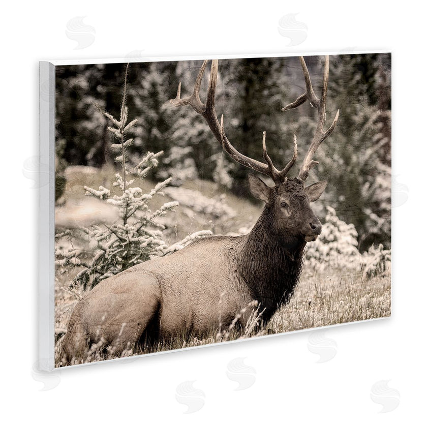 Kim Allen | Elk in Nature Photography