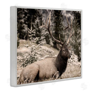 Kim Allen | Elk in Nature Photography