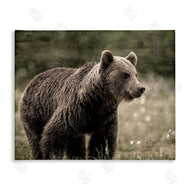 Kim Allen | Brown Bear Wildlife