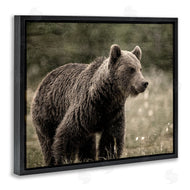 Kim Allen | Brown Bear Wildlife