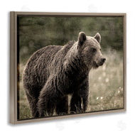 Kim Allen | Brown Bear Wildlife