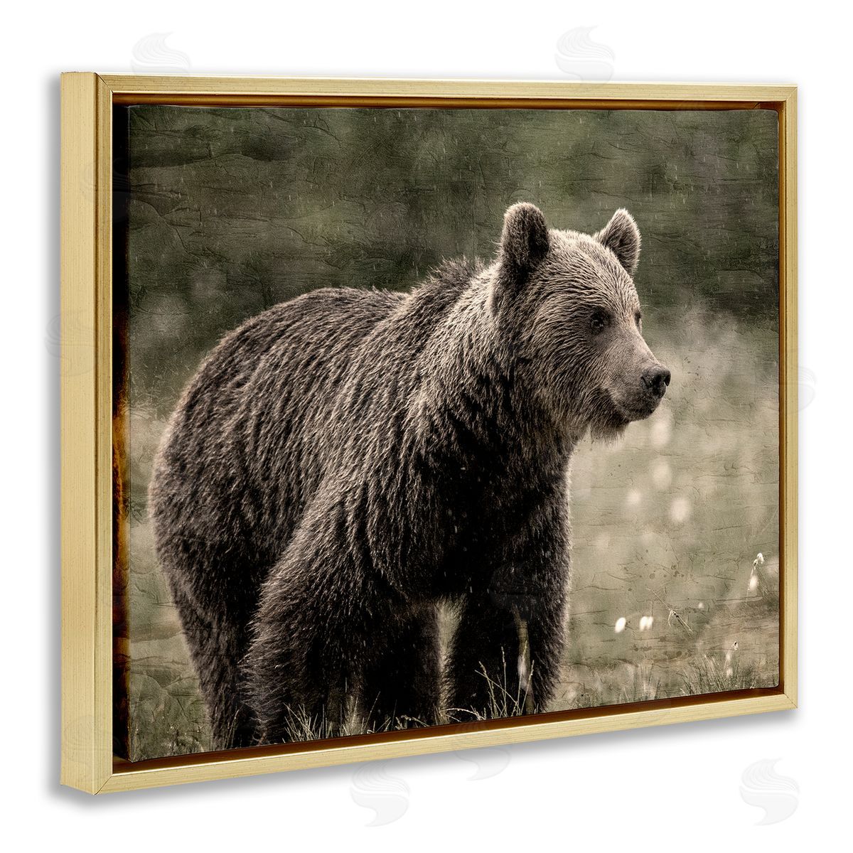 Kim Allen Brown Bear Wildlife Gold Floater Frame Canvas Artside_