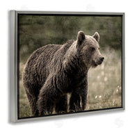 Kim Allen | Brown Bear Wildlife