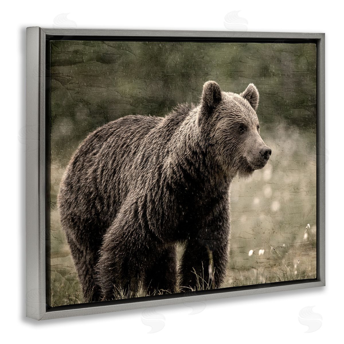 Kim Allen | Brown Bear Wildlife