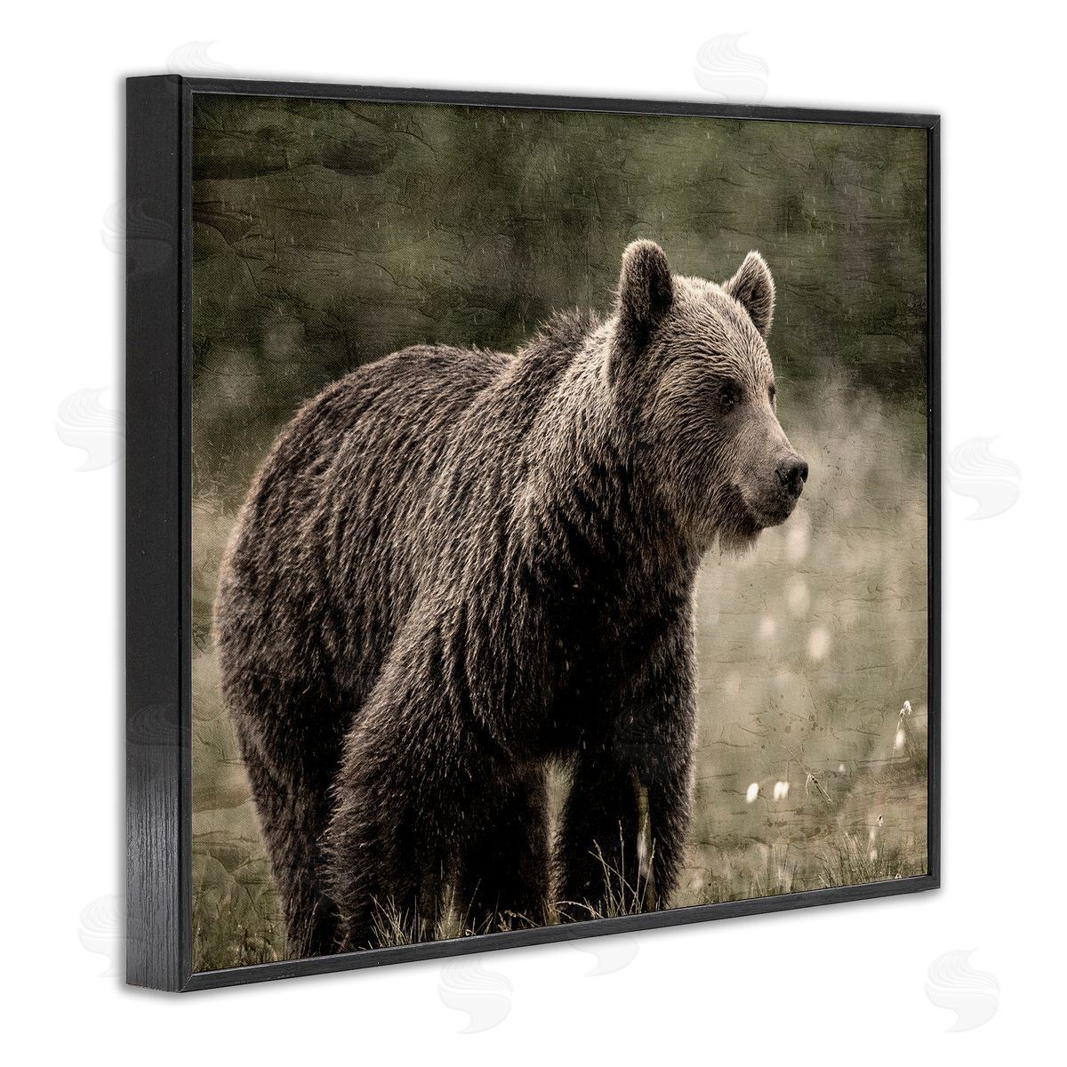 Kim Allen Brown Bear Wildlife Black Framed Giclee Wall Artside_