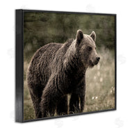 Kim Allen | Brown Bear Wildlife