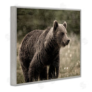 Kim Allen | Brown Bear Wildlife