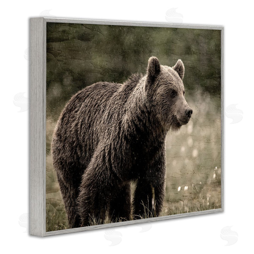 Kim Allen | Brown Bear Wildlife