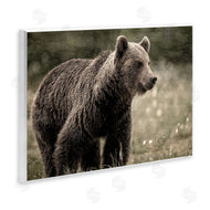 Kim Allen | Brown Bear Wildlife