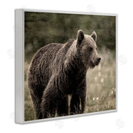 Kim Allen | Brown Bear Wildlife