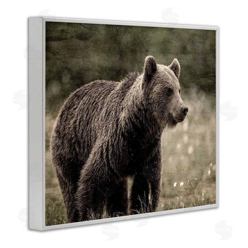 Kim Allen | Brown Bear Wildlife