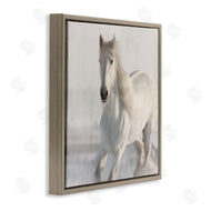 Kim Allen | Galloping White Stallion