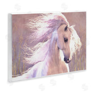 Laurie Prindle | White Horse in Nature