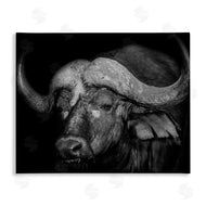 Marcus Prime | Dark Buffalo Photography