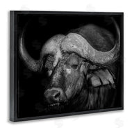 Marcus Prime | Dark Buffalo Photography