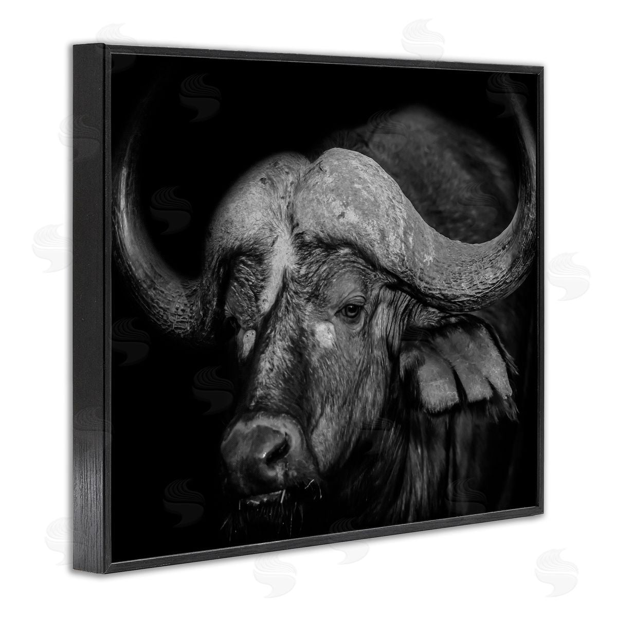 Marcus Prime | Dark Buffalo Photography