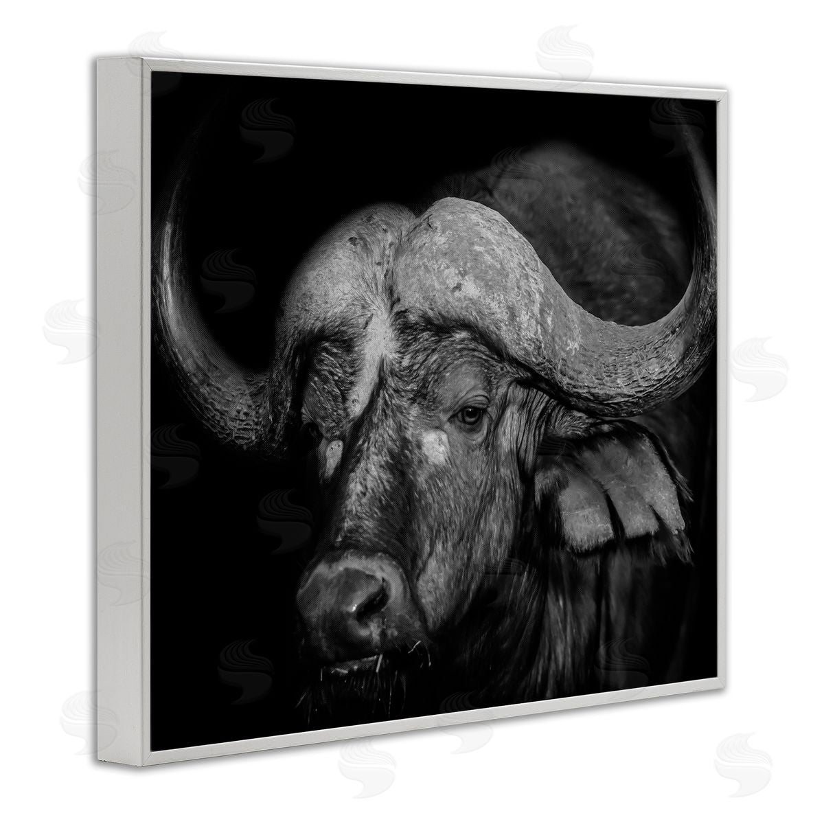 Marcus Prime | Dark Buffalo Photography