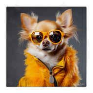 Roozbeh | Trendy Chihuahua Portrait