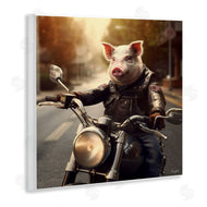 Roozbeh | Pig Riding Motorcycle