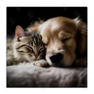 Roozbeh | Cat & Dog Photography