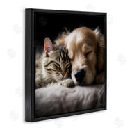 Roozbeh | Cat & Dog Photography