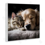 Roozbeh | Cat & Dog Photography