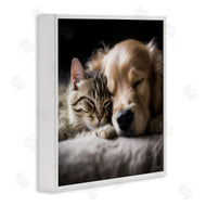 Roozbeh | Cat & Dog Photography