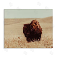Nathan Larson | Bison Grazing Tall Grass