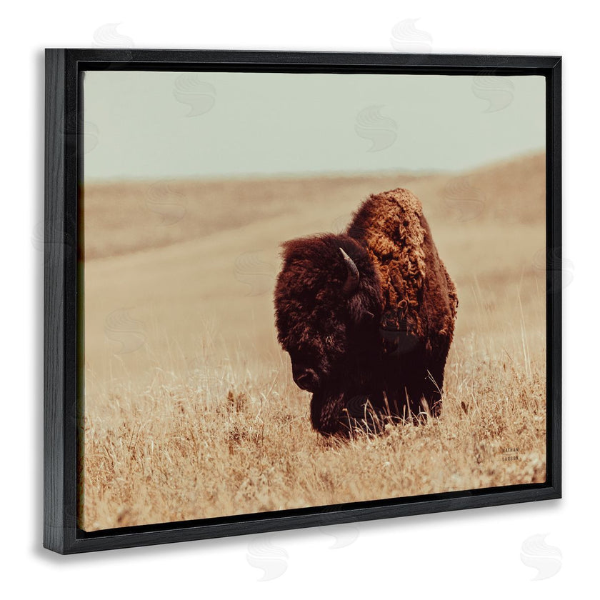 Nathan Larson | Bison Grazing Tall Grass