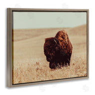 Nathan Larson | Bison Grazing Tall Grass