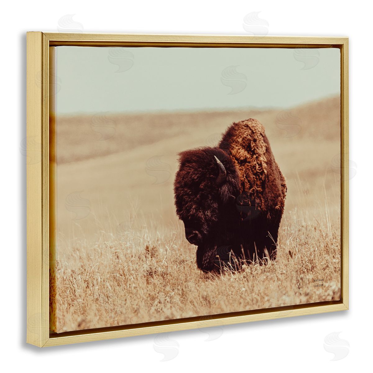 Nathan Larson | Bison Grazing Tall Grass