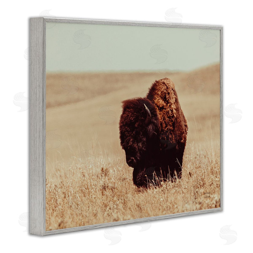 Nathan Larson | Bison Grazing Tall Grass