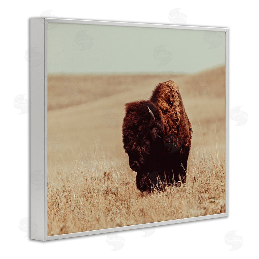 Nathan Larson | Bison Grazing Tall Grass