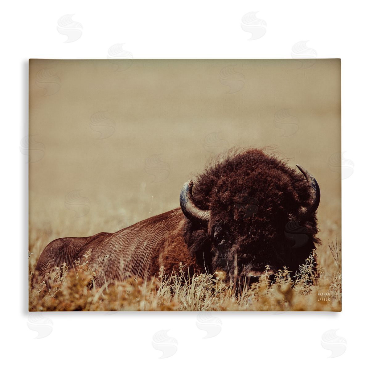Nathan Larson Resting Bison Photography Canvas Wall Art