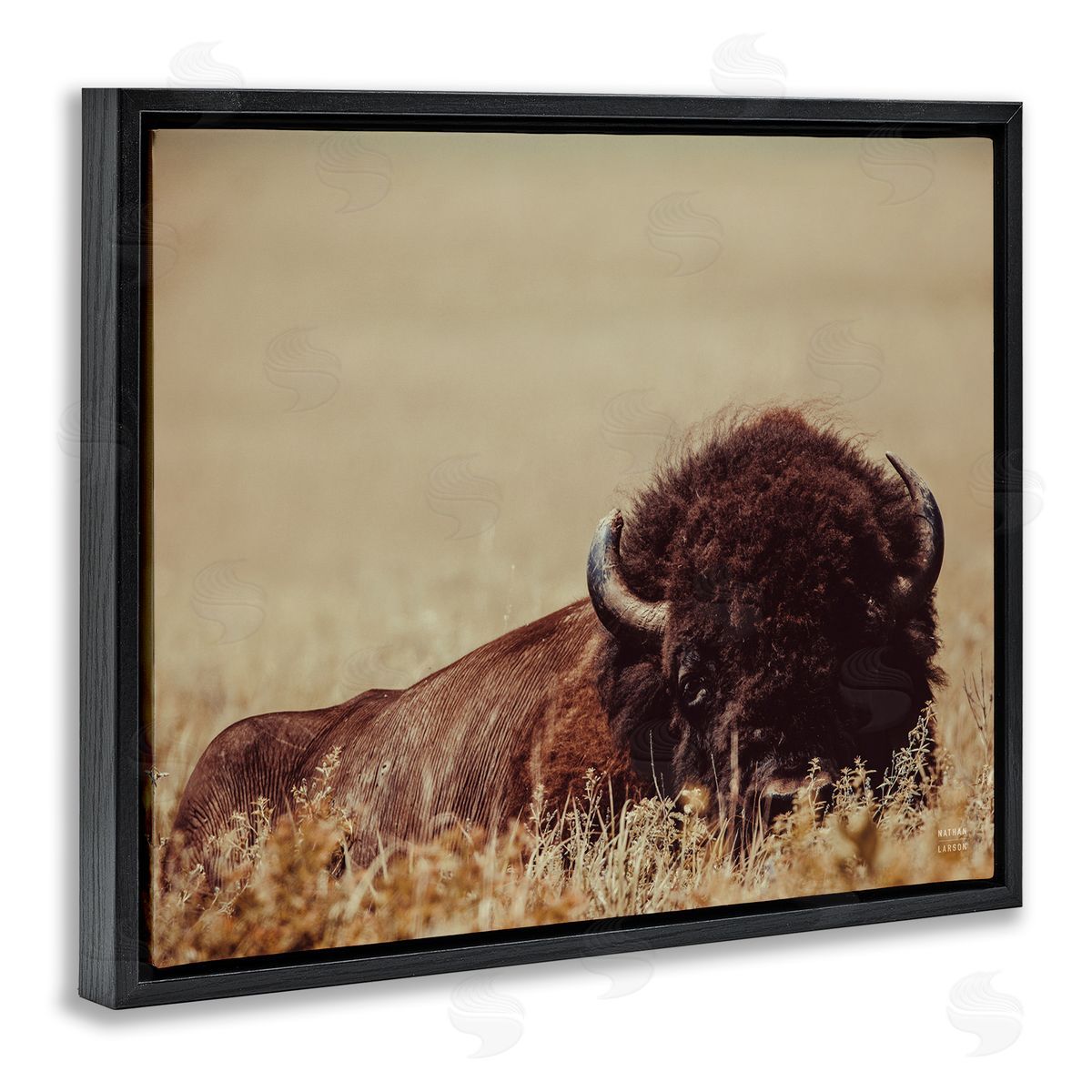 Nathan Larson | Resting Bison Photography
