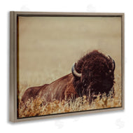 Nathan Larson | Resting Bison Photography