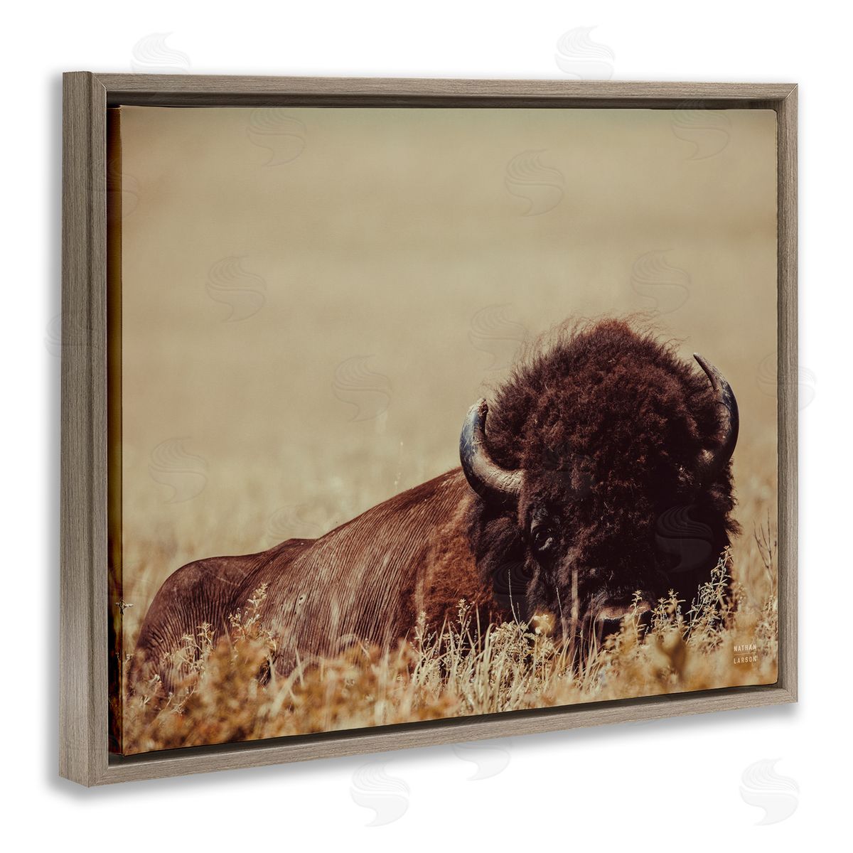 Nathan Larson | Resting Bison Photography
