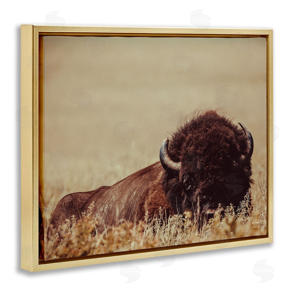 Nathan Larson | Resting Bison Photography