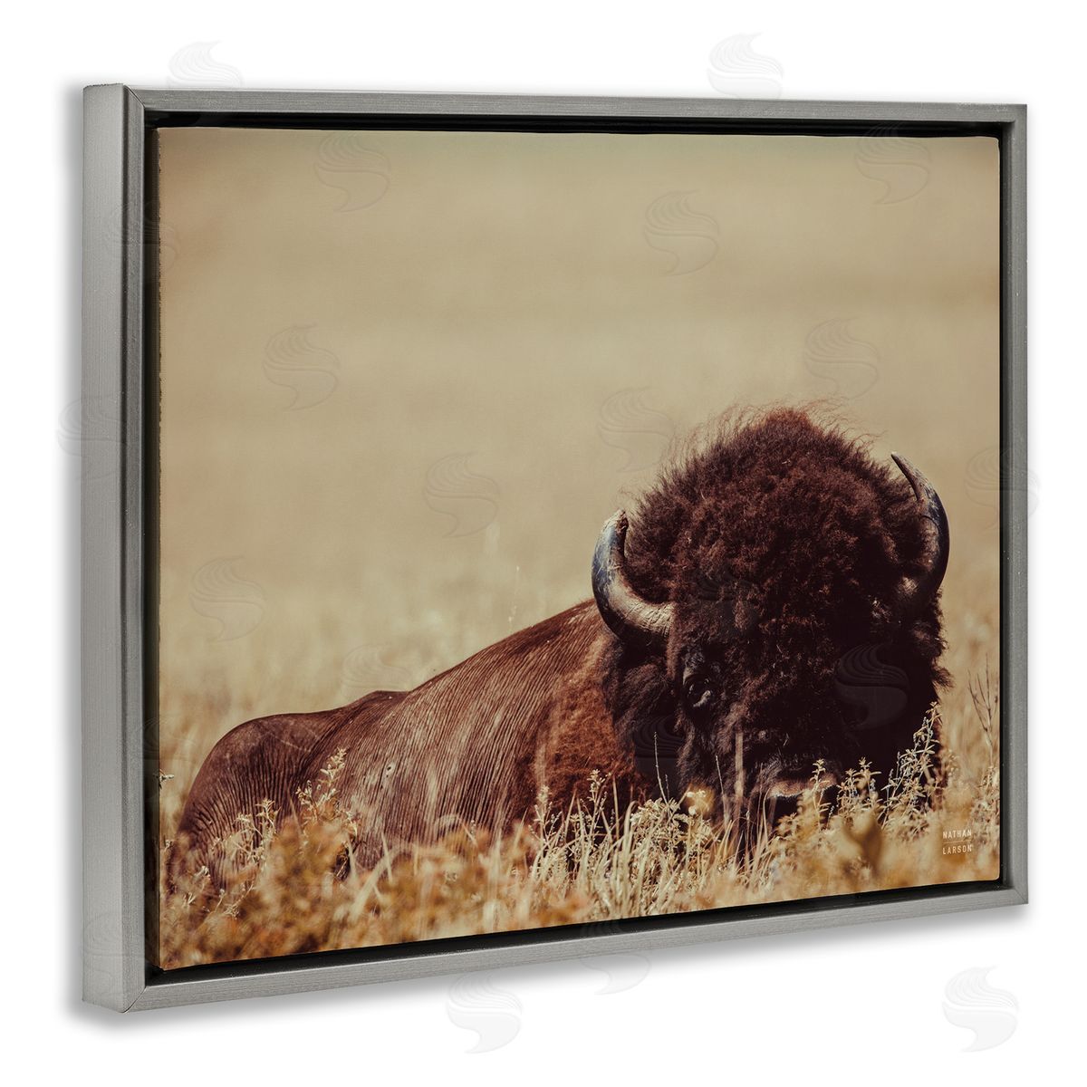 Nathan Larson | Resting Bison Photography